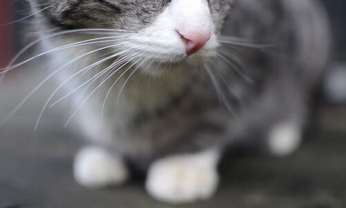 雷火电竞充值-NBA总决赛之夜，保罗打出统治级数据