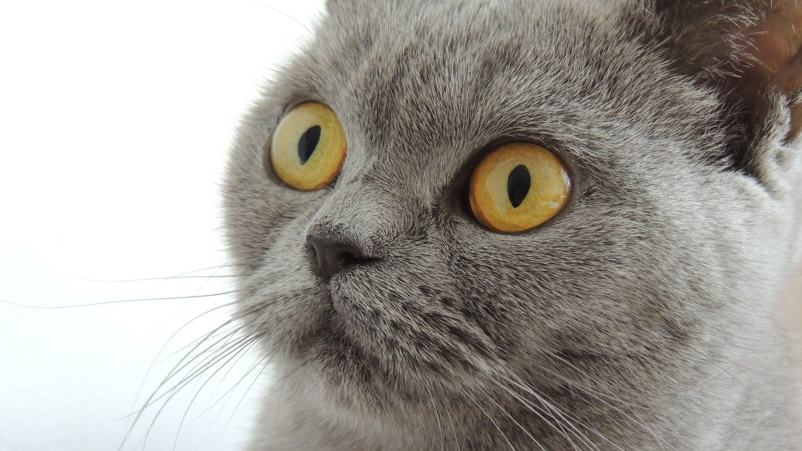 末节风云，当切特之矛刺穿快船铁幕