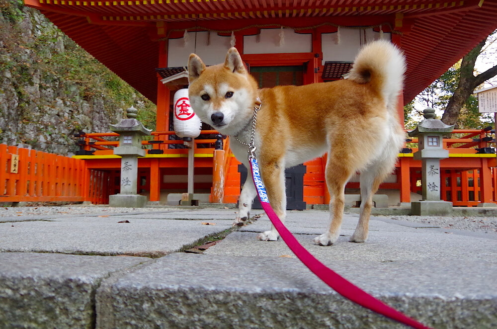 奥运周期关键战之夜，楚阿梅尼的纪录与一个父亲的平行时间