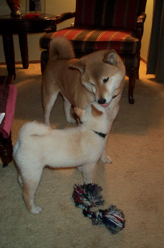 跨洋镜像，当黄蜂对阵北京队，詹姆斯成为攻防转换的终极答案