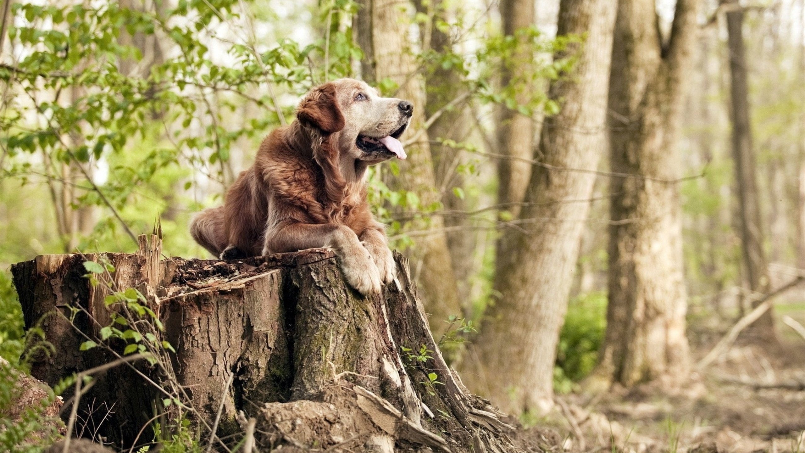 雷火电竞主播-非洲雄狮正面碾碎巴黎铁骑！加克波致命一击成欧洲贵族王朝黄昏