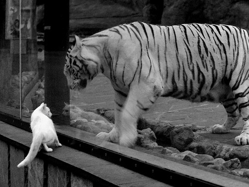 时空交错的黑马传奇，深圳队跨界击溃猛龙，NBA季后赛掀起东方风暴