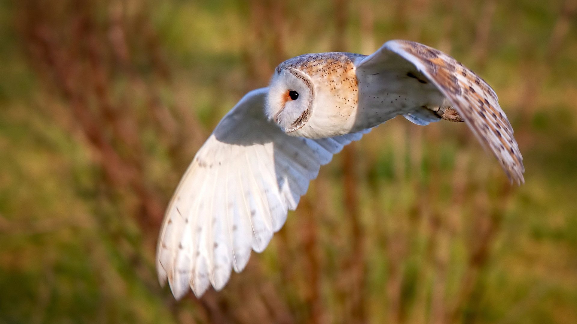 新征服者，从安卡拉之剑到硬仗之王凯塞多，土耳其如何再一次带走了克罗地亚？