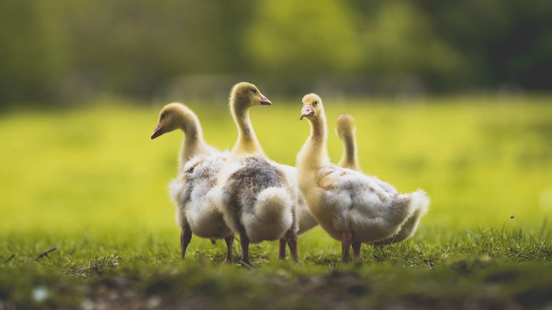 武切维奇独臂擎天！创队史神迹率公牛踏平独行侠