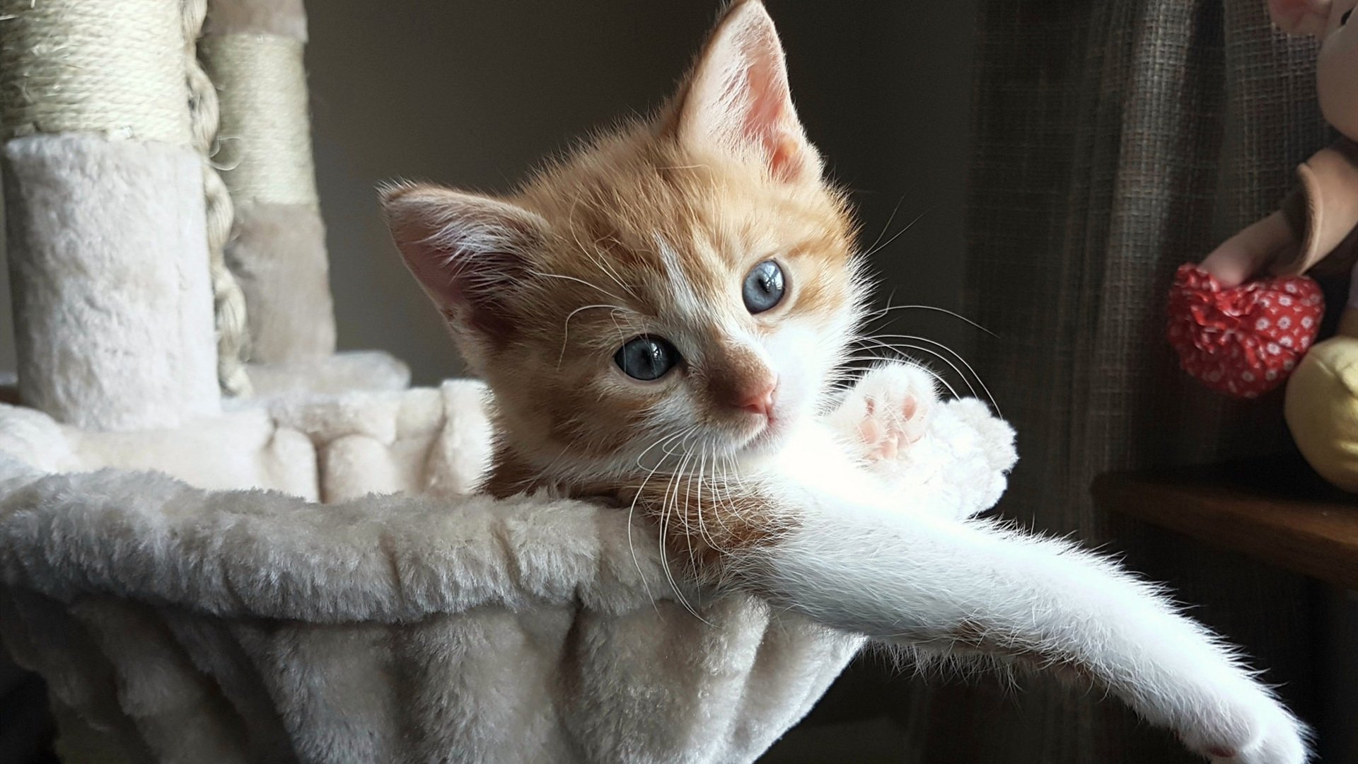 新疆飞虎强压底特律活塞的背后，是浓眉在2026世界杯接管比赛的序章