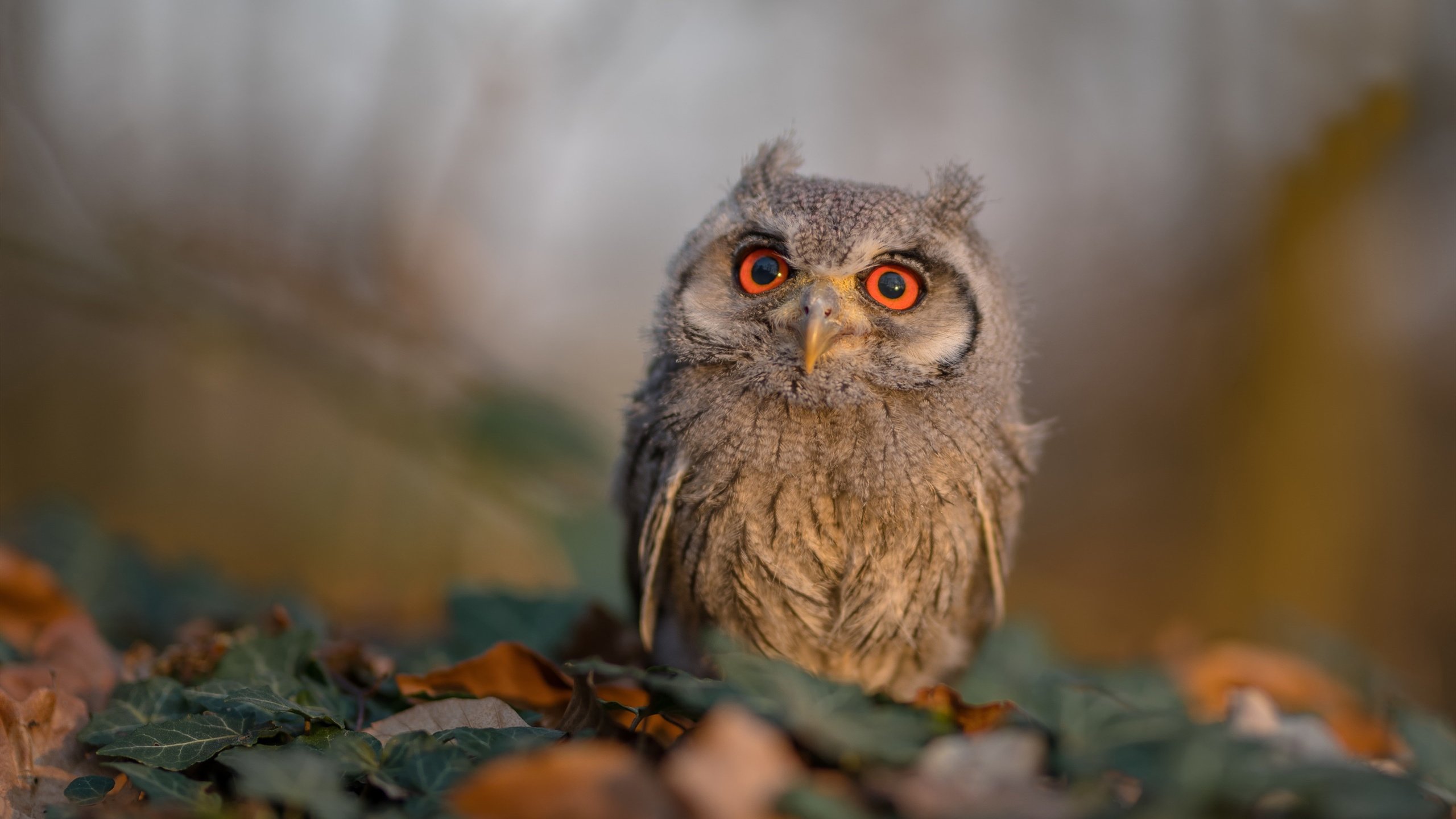 雷火电竞简介-轰鸣声中的静默革命，F1战术与绿茵场打穿的奇妙共振