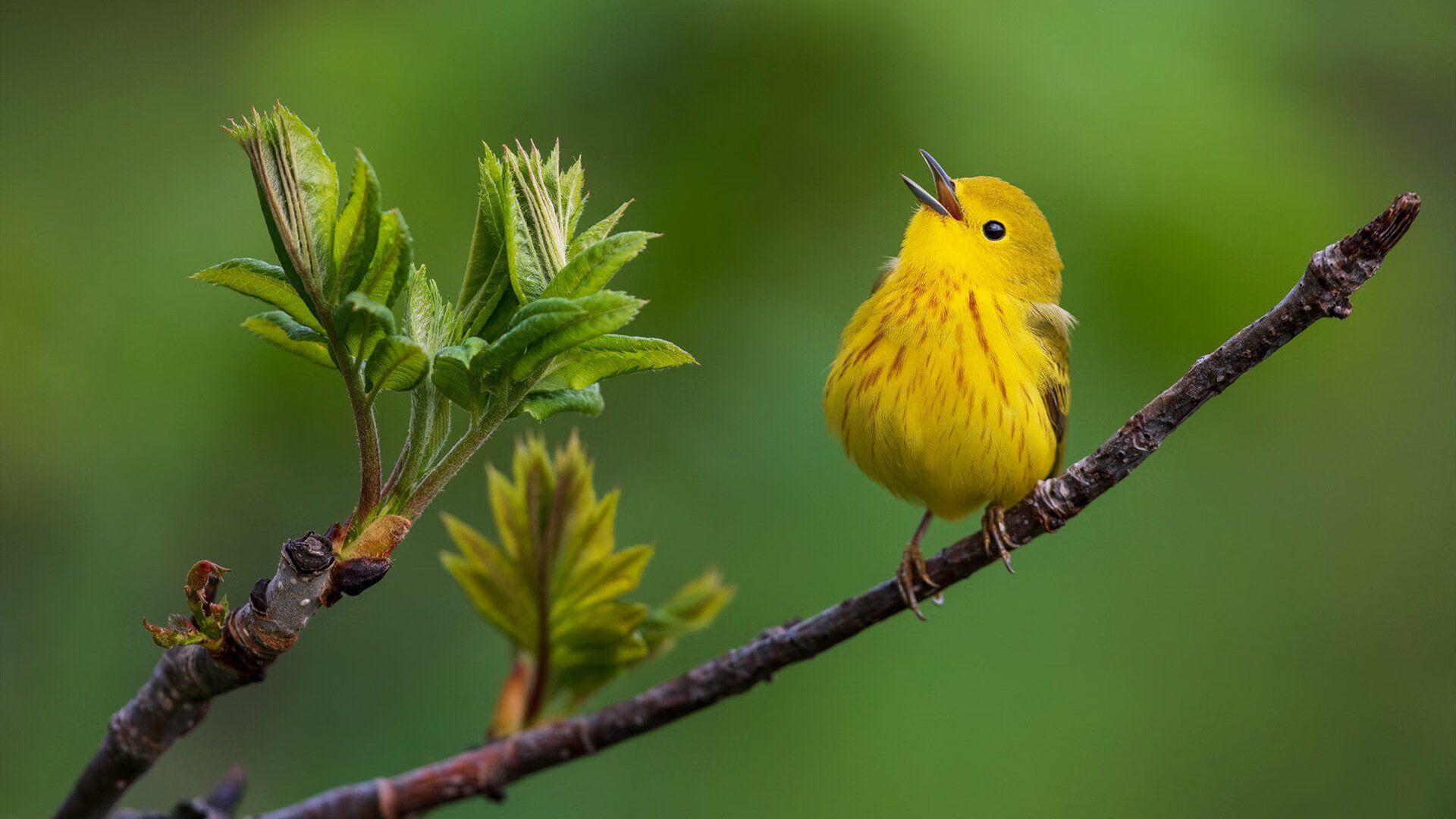约基奇填满数据栏却成空砍，太阳第四节觉醒逆转活塞